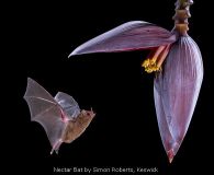 Nectar Bat by Simon Roberts, Keswick