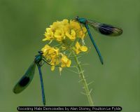 Roosting Male Demoiselles by Alan Storey, Poulton Le Fylde