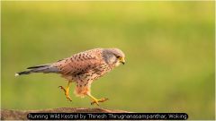 Running Wild Kestrel by Thinesh Thirugnanasampanthar, Woking