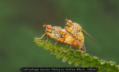 Scathophaga Species Mating by Andrea Wilson, Oldham