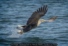 Sea Eagle Catching Fish by Wendy Martin, Poulton Le Fylde