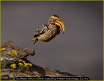 Southern Yellow Billed Hornbill by Martin Hutchings, Corley