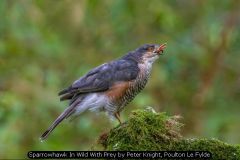 Sparrowhawk In Wild With Prey by Peter Knight, Poulton Le Fylde