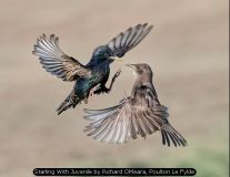 Starling With Juvenile by Richard OMeara, Poulton Le Fylde