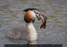 The Great Crested Grebe And The Tench by Carolyn Moore, Mid Somerset