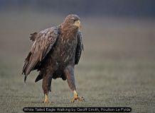 White Tailed Eagle Walking by Geoff Smith, Poulton Le Fylde