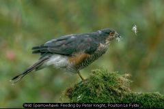 Wild Sparrowhawk Feeding by Peter Knight, Poulton Le Fylde
