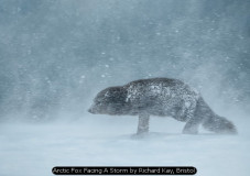 Arctic Fox Facing A Storm by Richard Kay, Bristol