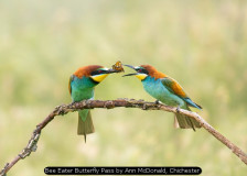 Bee Eater Butterfly Pass by Ann McDonald, Chichester