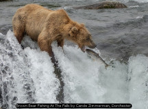 Brown Bear Fishing At The Falls by Carole Zimmerman, Dorchester