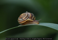 Brown Lipped Snail - Hitching A Ride by Angela Piggott, Mid Somerset