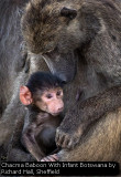 Chacma Baboon With Infant Botswana by Richard Hall, Sheffield