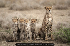 Cheetah Family by Bob Johnson, North Norfolk