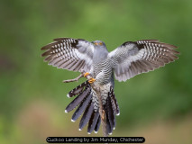 Cuckoo Landing by Jim Munday, Chichester