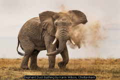 Elephant Dust Bathing by Karin Wilson, Cheltenham