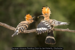 Eurasian Hoopoe Feeding Chick by Ian Roberts, Chichester