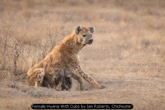 Female Hyena With Cubs by Ian Roberts, Chichester