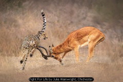 Fight For Life by Julia Wainwright, Chichester