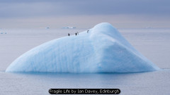 Fragile Life by Ian Davey, Edinburgh