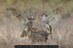 Goshawk Confrontation by Ian Roberts, Chichester