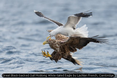 Great Black-backed Gull Mobbing White-tailed Eagle by Lachlan French, Cambridge