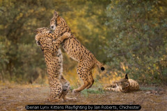 Iberian Lynx Kittens Playfighting by Ian Roberts, Chichester