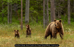 Mother Bear And Cubs by Paul Greenfield, Cannock
