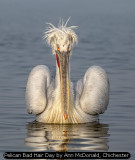 Pelican Bad Hair Day by Ann McDonald, Chichester