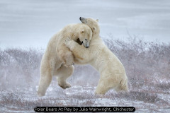 Polar Bears At Play by Julia Wainwright, Chichester
