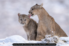 Puma Female Grooming Cub by Phil Shaw, Chichester