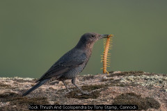Rock Thrush And Scolopendra by Tony Stamp, Cannock