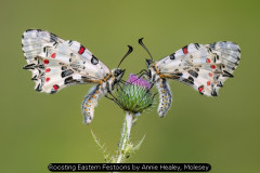 Roosting Eastern Festoons by Annie Healey, Molesey