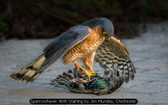 Sparrowhawk With Starling by Jim Munday, Chichester