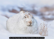 The Old Mountain Hare by Hanne Siebers, North Norfolk