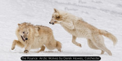 The Pounce Arctic Wolves by Derek Howes, Colchester