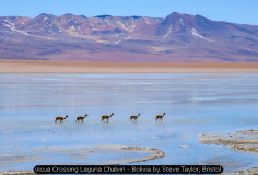 Vicua Crossing Laguna Chalviri - Bolivia by Steve Taylor, Bristol