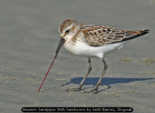 Western Sandpiper With Sandworm by Keith Barnes, Dingwall