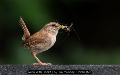 Wren With Beakful by Jim Munday, Chichester