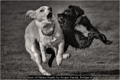 Best of Mates Really by Roger Daniel, Bridgend