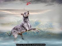 Fetch by Peter Bond, Nottingham&Notts