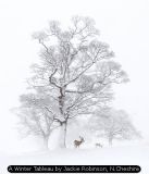 A Winter Tableau by Jackie Robinson, N.Cheshire