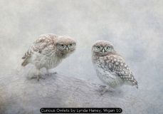Curious Owlets by Lynda Haney, Wigan 10