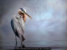 Misty Morning Heron by Brian Tarr, Southport