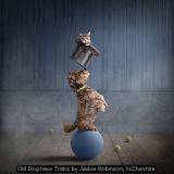 Old Dog New Tricks by Jackie Robinson, N.Cheshire