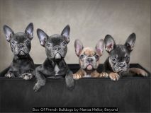 Box Of French Bulldogs by Marcia Mellor, Beyond