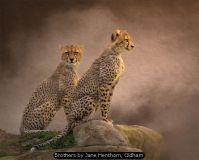 Brothers by Jane Henthorn, Oldham