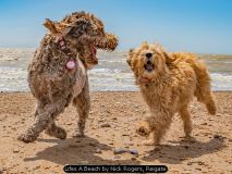 Lifes A Beach by Nick Rogers, Reigate