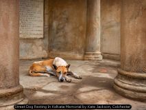Street Dog Resting In Kolkata Memorial by Kate Jackson, Colchester