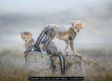 Cheetah Cubs by Lynda Haney, Southport