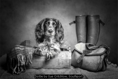 Dottie by Sue Critchlow, Southport